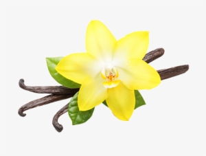 Vanilla Flower Png - Vanilla Png