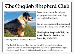 Bernese Mountain Dog