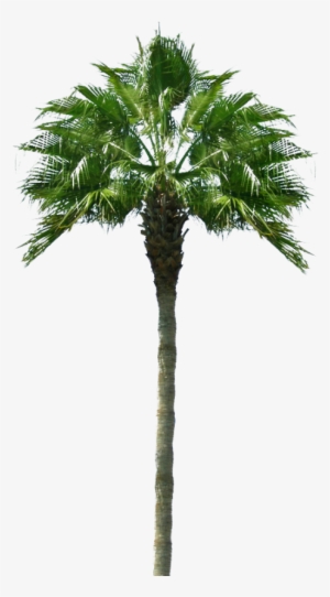 Palmera Tropical Png - Palmeras Png Para Photoshop