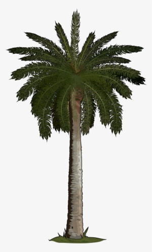 Archivo - Palmera-canaria - Fake Palm Tree