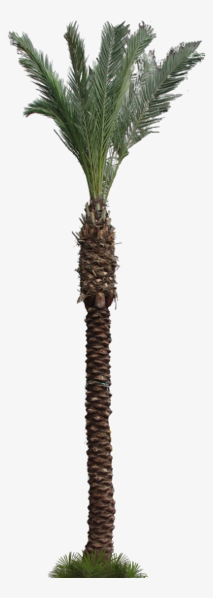Kml Targethref, Palmera - Photograph