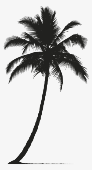 Palmera - Coconut Tree Silhouette Png