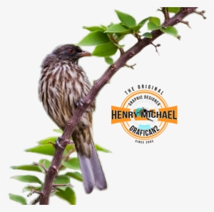 Cigua Palmera Rd - Rufous-bellied Thrush