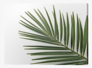 Sabal Minor