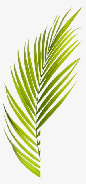 Camaron - Camarón De La Isla