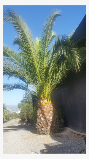 Palmera - Date Palm