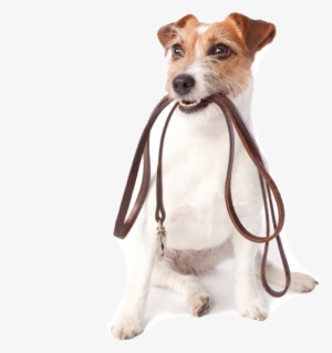 Walking Dog Png - Glad Disposable Waste Bag Set, 45 Count, Unscented