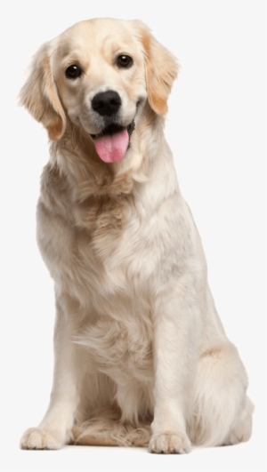 Dog Png File - Dog Png