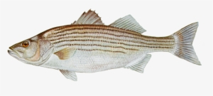 Striped Bass Fish