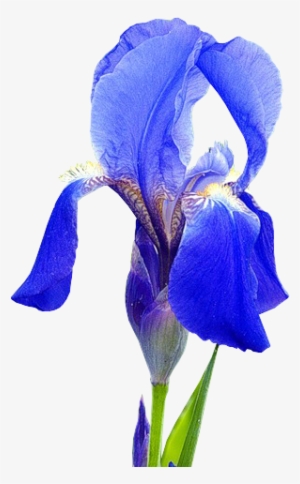 Iris - Синий Ирис Рисунок