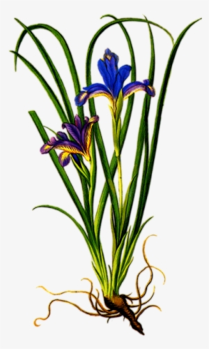 Iris Flower Png Clipart - Iris Flower With Roots