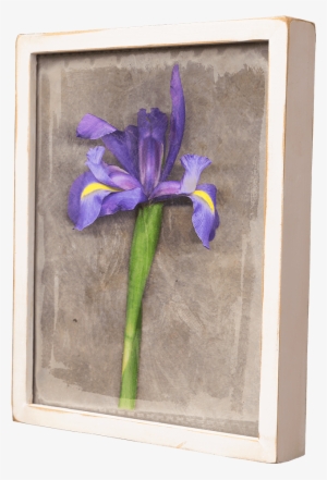 Single Iris - Iris Versicolor