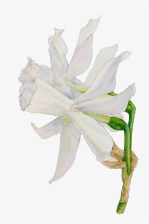 White Hand Painted Watercolor Flowers Decorative Transparent