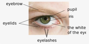 800px Parts Of The Eye En - Parts Of Eyes Name