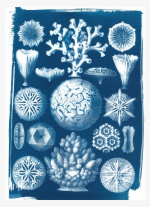 Drawing Coral Watercolor