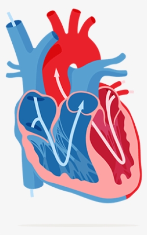 Corações Em Png - Heart