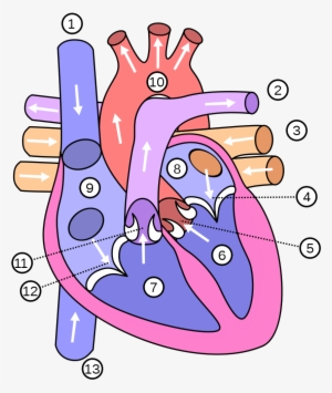 Ficheiro - Coracao - Diagram Of The Heart