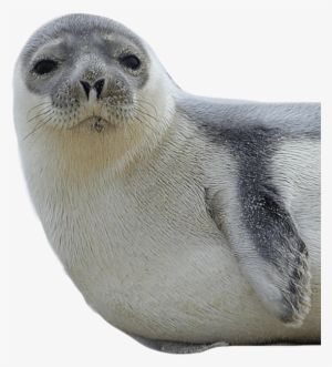 Seal Transparent Png