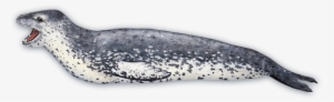Like Their Feline Namesakes, Leopard Seals Are Fierce - Zeeluipaard