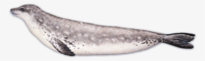 Harbor Seal Png - Earless Seal