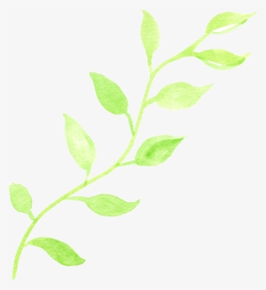 0℃素材29 - Bay Laurel