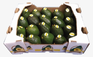 Caja 4kg - Handbag