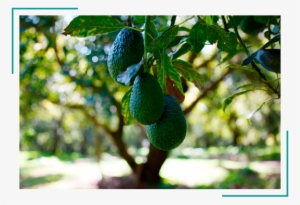 Arbol Aguacate Hass - Arbol De Aguacate Png