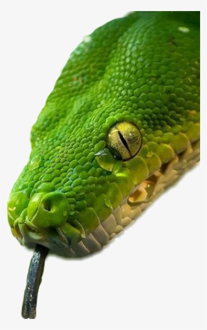 Report Abuse - Picsart Snake Editing Png