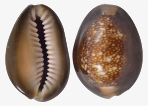 Snakehead Cowrie Craft Seashells Shells 1-1.5" - 1