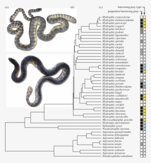 Exemplar Sea Snakes Showing Variation In Head Size - Hydrophis Atriceps