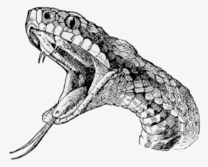 Snake Head Tattoo Drawings - Realistic Snake Drawing