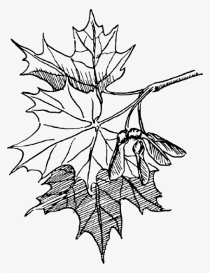 Maple Seeds Biology Plant Flower Leaves Botany - Maple Leaves Line Art