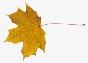 Red Maple Leaf Png Download - Leaf
