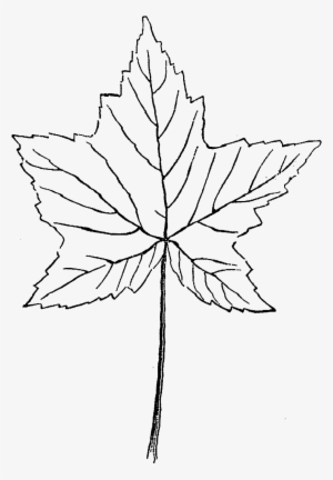 Maple Leaf Download - Sketch