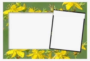 Birthday Photo Frames Photoshop