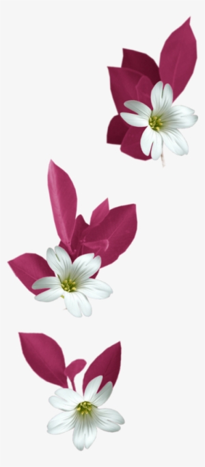 Pin By Jadwiga On Kwiaty Transparent - Flowers Png Tubes