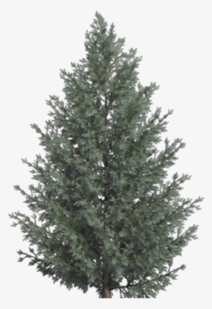 Miscellaneous Image Black And White Library - Botanical Illustration