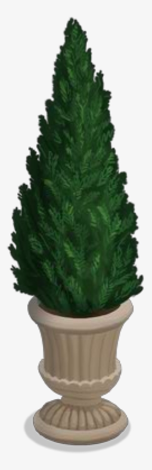Potted Fir Tree - Flowerpot