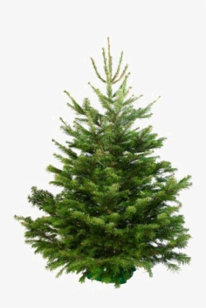 Fir-tree Transparent Background Png - Sapin Naturel