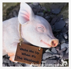 'wake Me Up When It's The Weekend' Sign Sleeping Pig - Domestic Pig