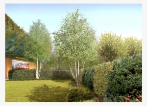 Hersham Golf Club - Canoe Birch