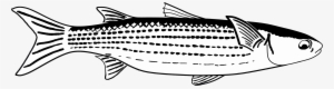 28 Collection Of Mullet Drawing - Mullet Fish Black And White