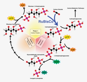 Overview Of The Calvin Cycle And Carbon Fixation C3 - Cycle Calvin