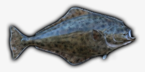 Clip Art Freeuse Stock Barracuda Drawing Mullet Fish - Fish