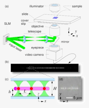 The Light From A Frequency Doubled Sol - Optical Tweezers