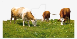 Grazing Cows On A Transparent Background - Grazing