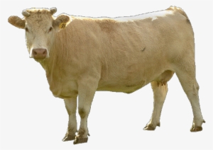 Free Cow Png Images - Context Matters