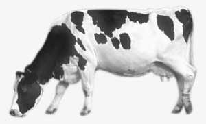 Cow With Transparent Background