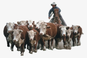 Herding Home Buyers In Real Estate Marketing - Herd Of Cattle Png