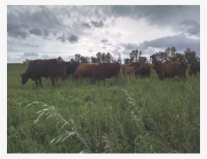 Cows - Cattle